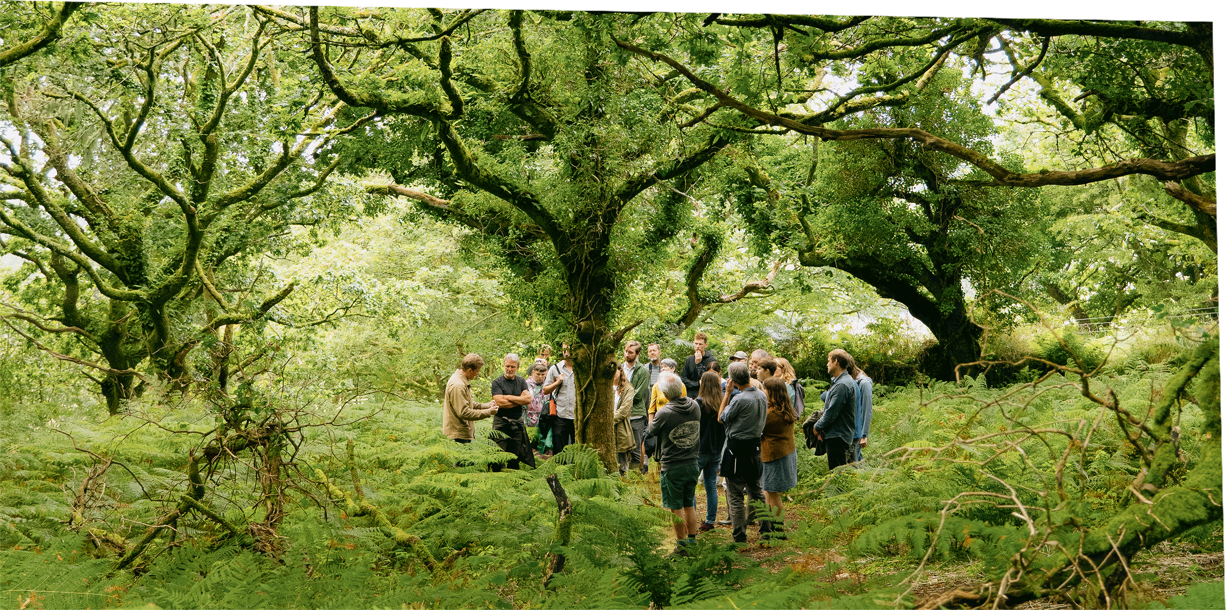 Business Partners in the Celtic Rainforest