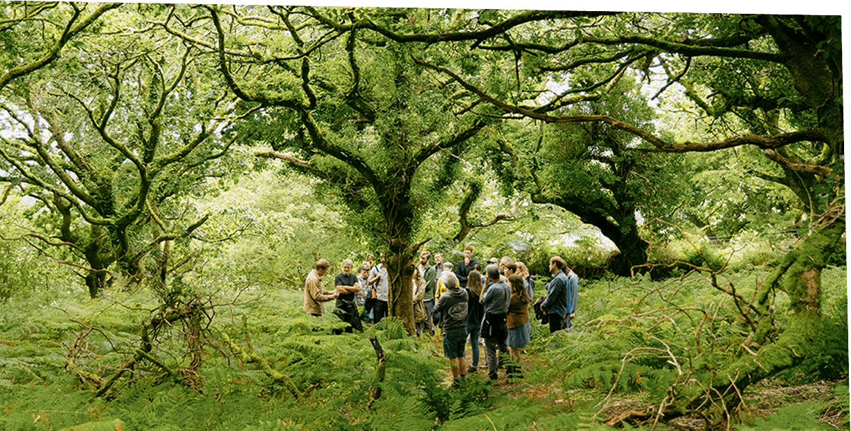 Business Partners in the Celtic Rainforest