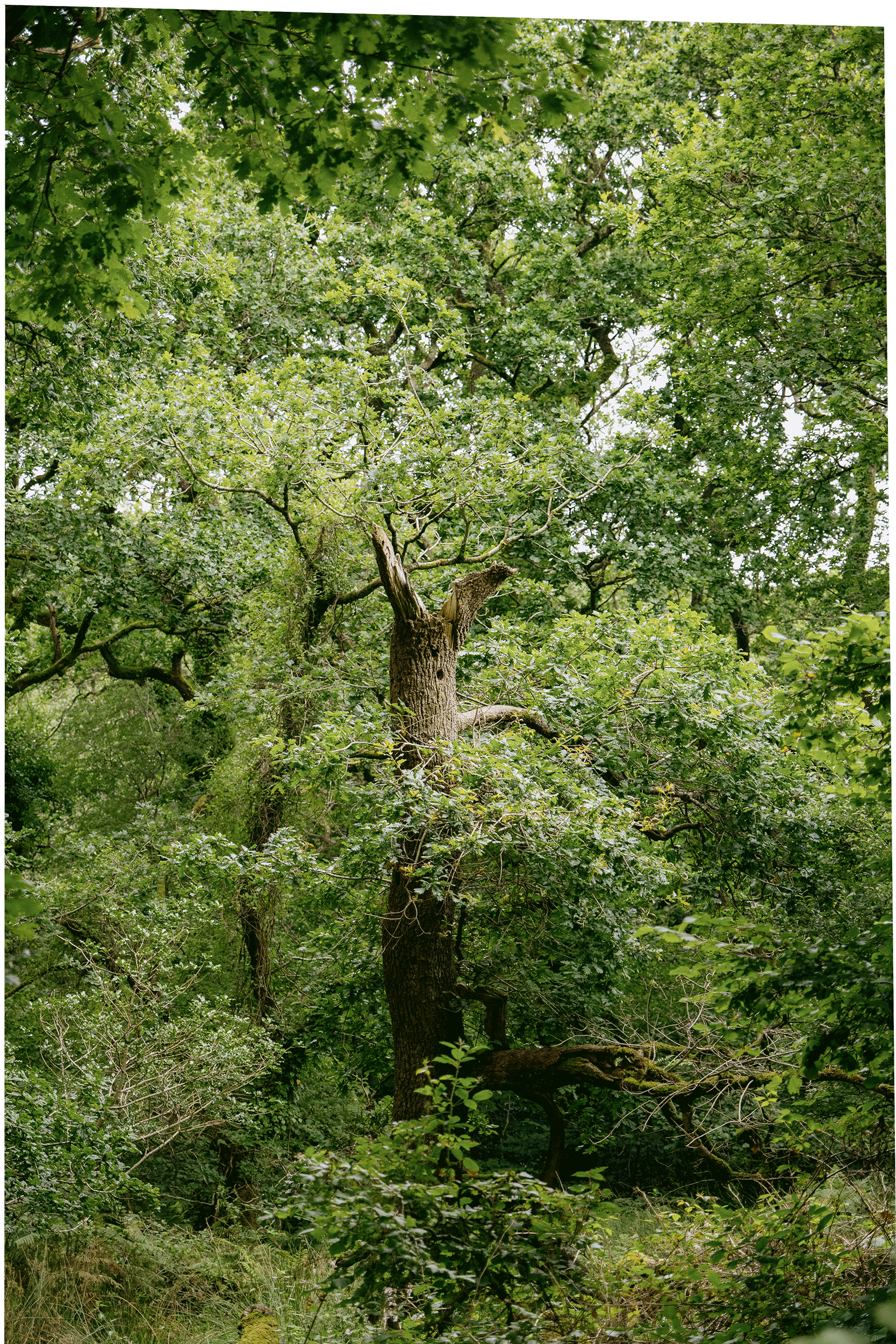 green-and-pleasant